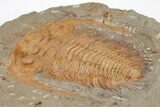 Cambrian Trilobite (Acadoparadoxides) - Tinjdad, Morocco #207566-2